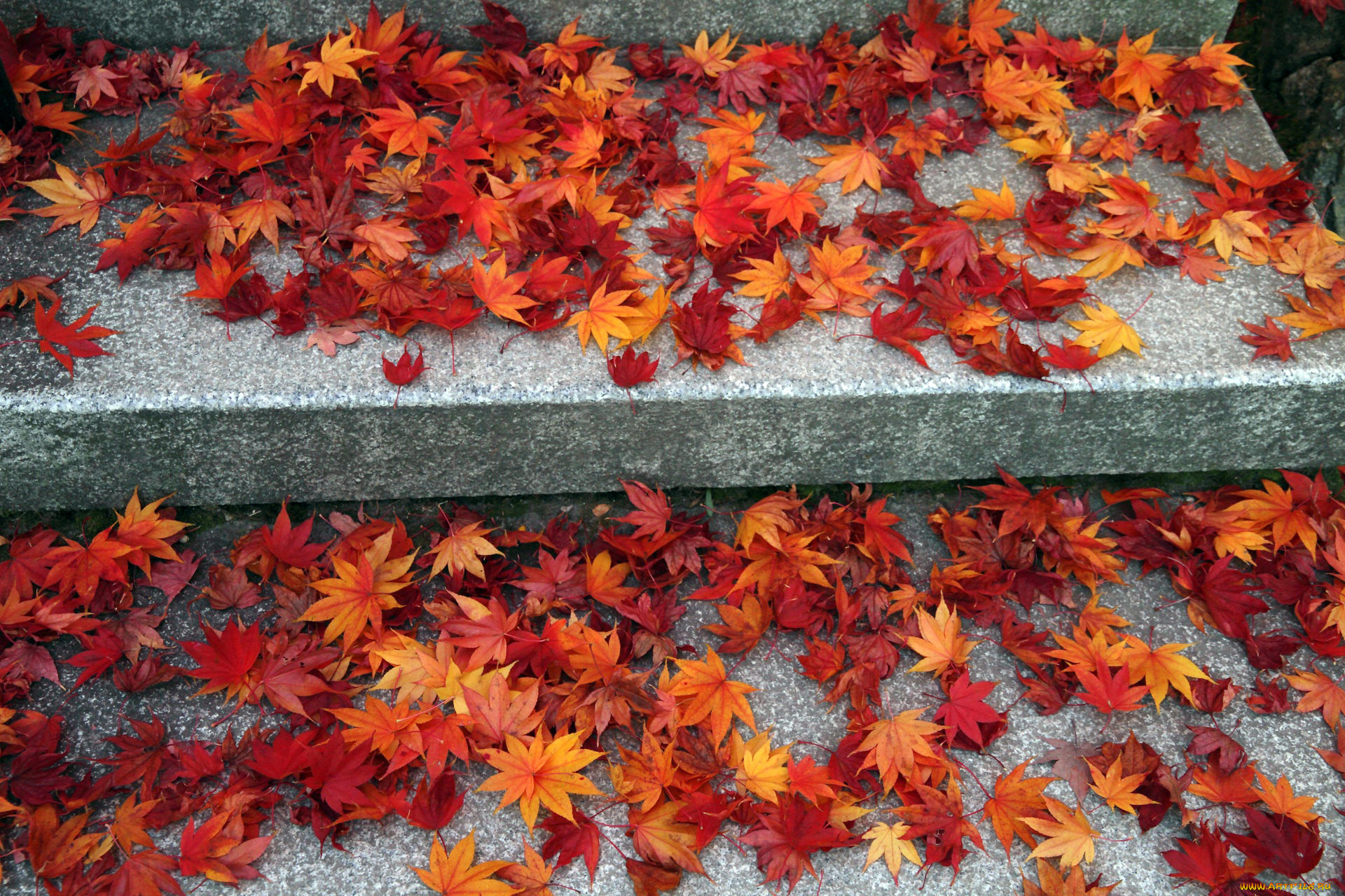 Осенние листья на тротуаре
